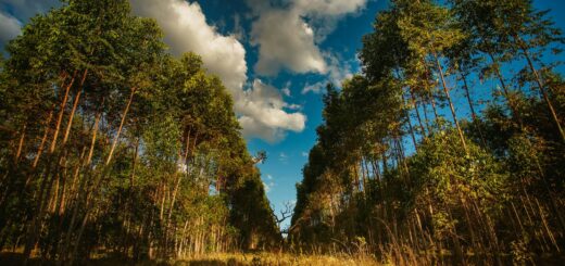 Madagascar - Guided Forest Tours Madagascar: Operators, Costs and What to Expect