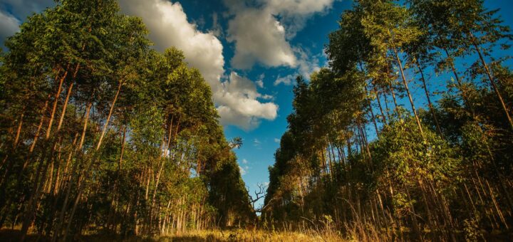 Madagascar - Guided Forest Tours Madagascar: Operators, Costs and What to Expect