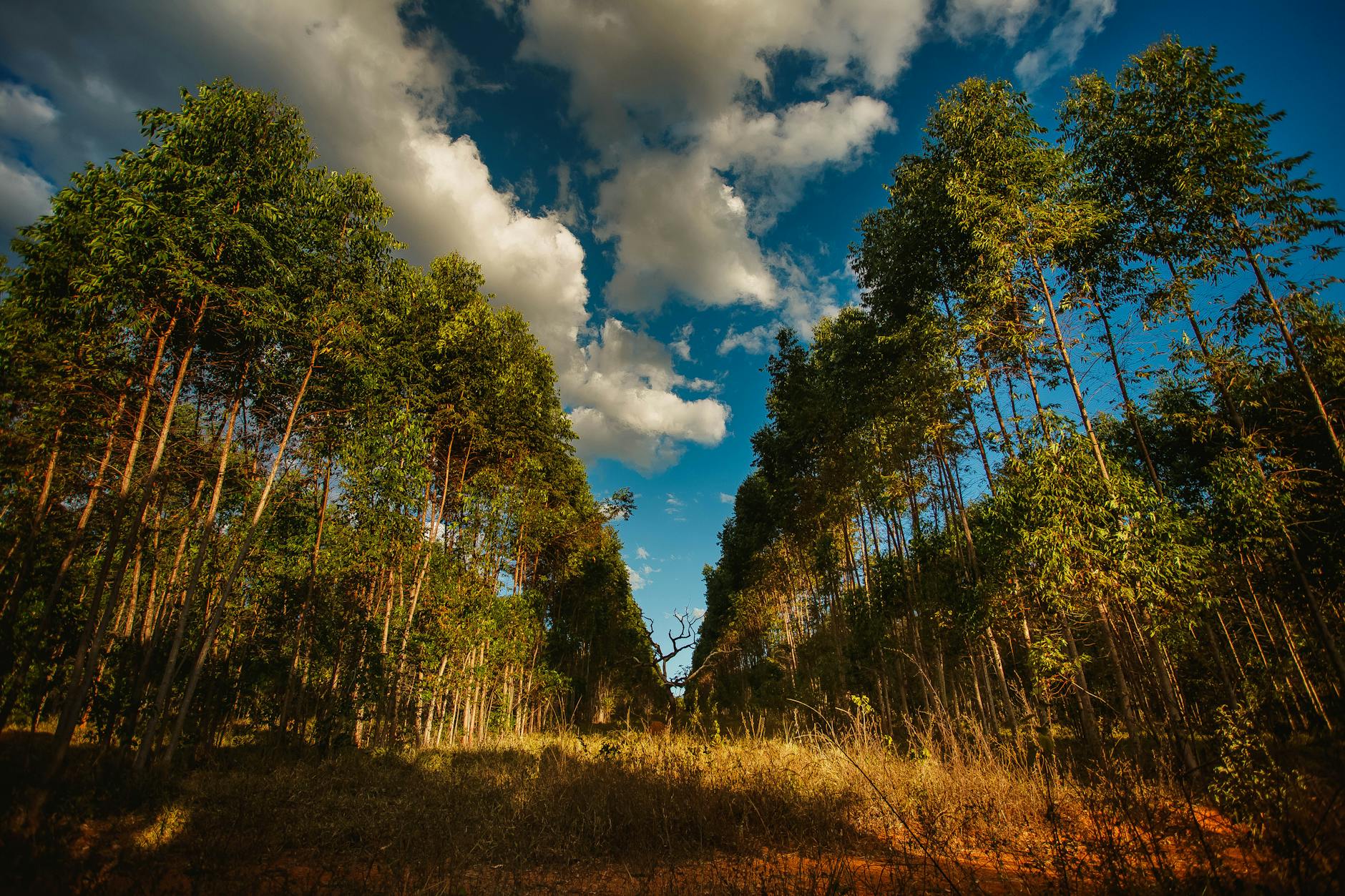 Guided Forest Tours Madagascar: Operators, Costs and What to Expect — Madagascar