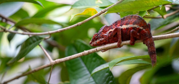 Madagascar - Hidden Wildlife Parks in Madagascar: Lesser-Known Reserves Worth Visiting