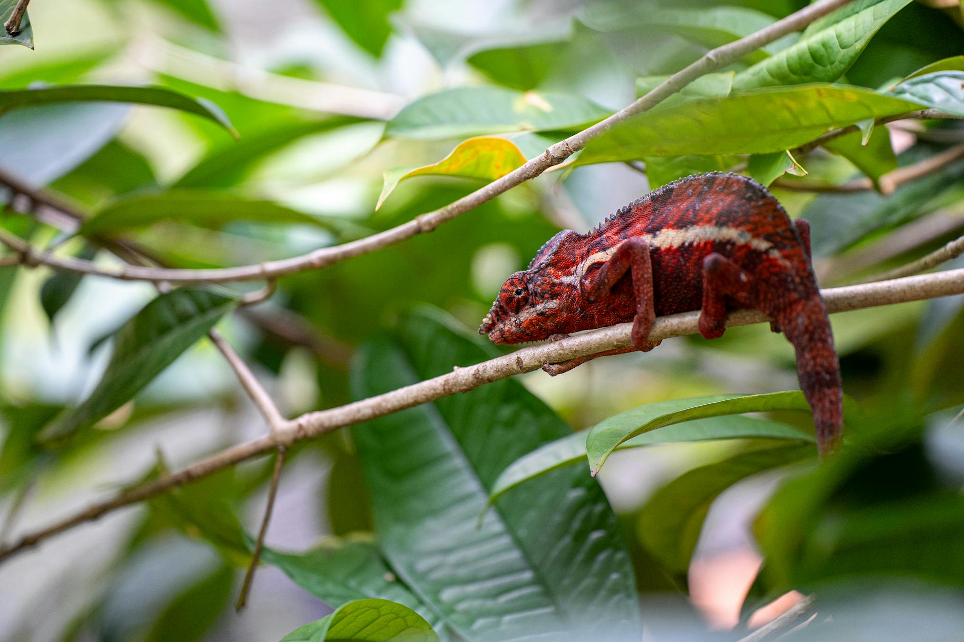 Hidden Wildlife Parks in Madagascar: Lesser-Known Reserves Worth Visiting — Madagascar