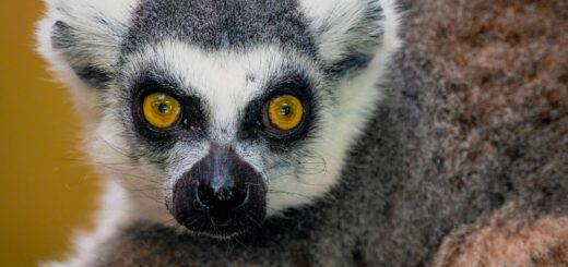 Madagascar - Hotels with Wildlife Views Madagascar: Stays Where Animals Come to You