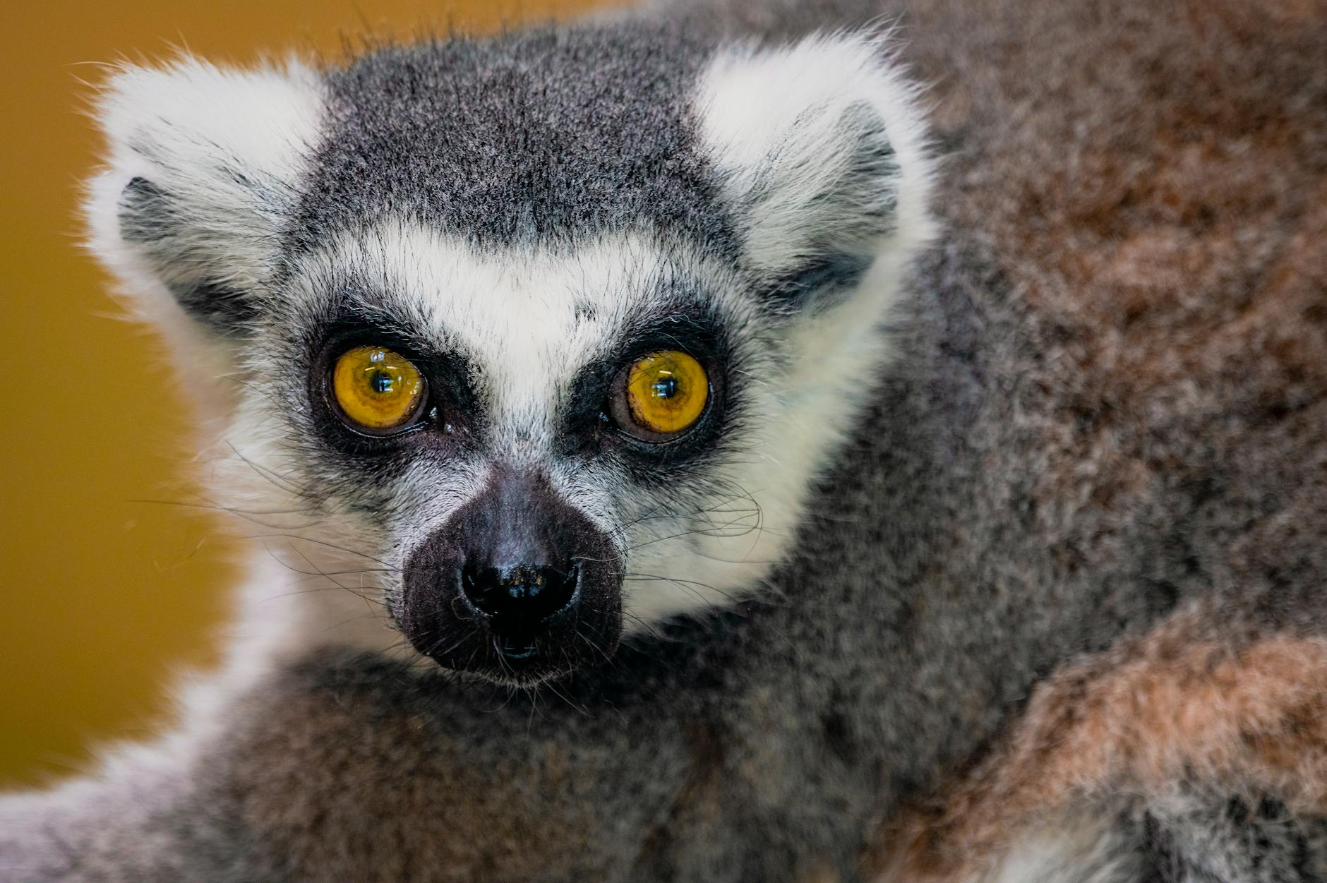 Hotels with Wildlife Views Madagascar: Stays Where Animals Come to You — Madagascar