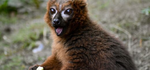 Madagascar - Isalo vs Tsingy: Which Is the Better Madagascar Day Trek? 2026