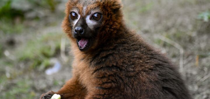 Madagascar - Isalo vs Tsingy: Which Is the Better Madagascar Day Trek? 2026