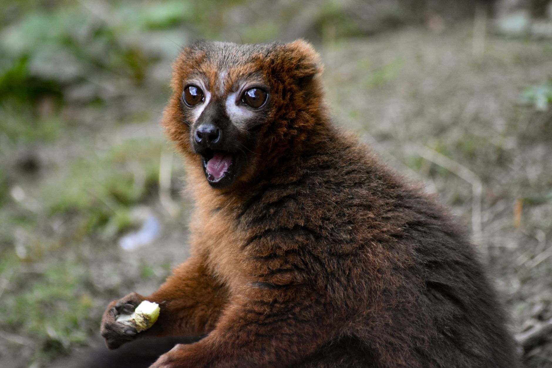 Isalo vs Tsingy: Which Is the Better Madagascar Day Trek? 2026 — Madagascar