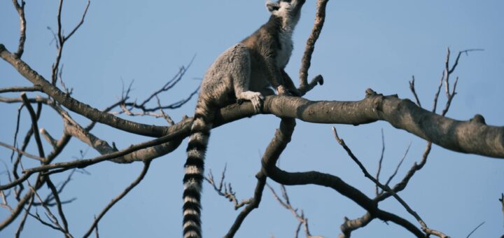 Madagascar - Jungle Lodges Madagascar Guide