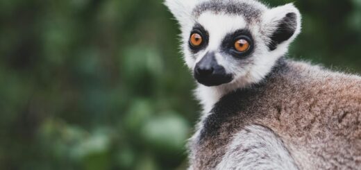 Madagascar - Kirindy Day Trip from Morondava: Fossa, Lemurs and Night Safari