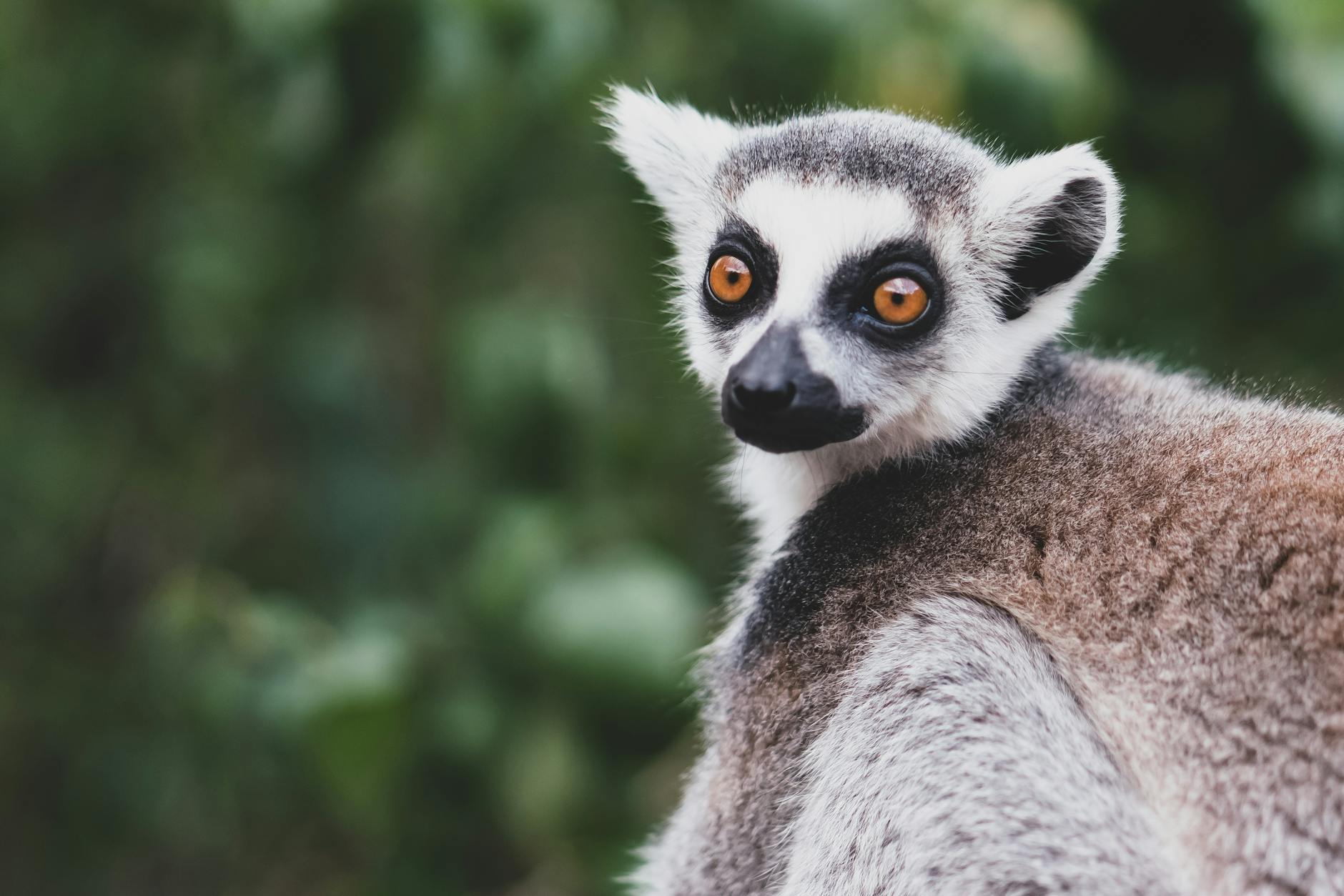 Kirindy Day Trip from Morondava: Fossa, Lemurs and Night Safari — Madagascar