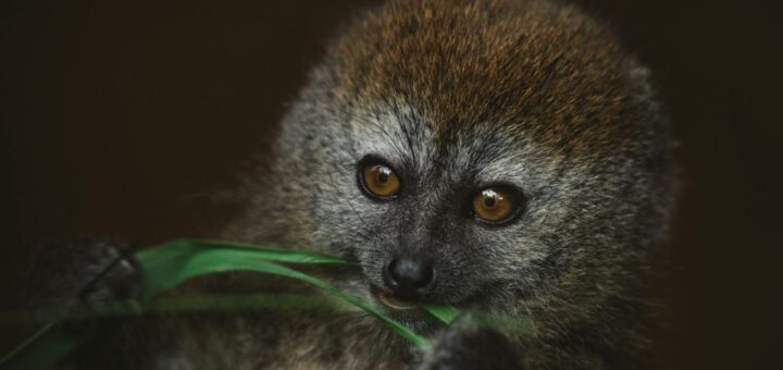 Madagascar - Kirindy Forest: Best Season for Fossa Sightings — Month-by-Month