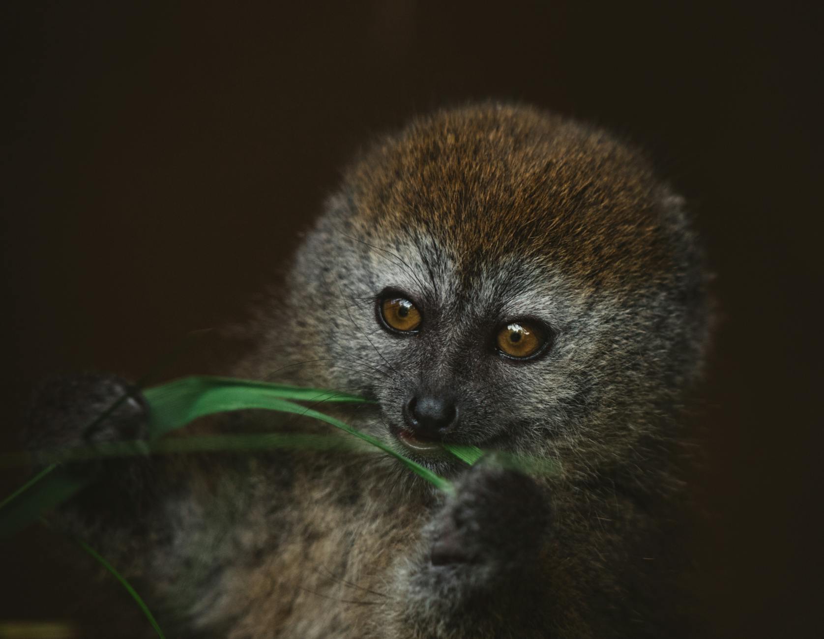 Kirindy Forest: Best Season for Fossa Sightings — Month-by-Month — Madagascar
