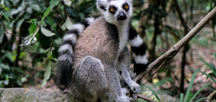 Madagascar - Lemur Island Tours in Madagascar: Which Operators Are Ethical? 2026