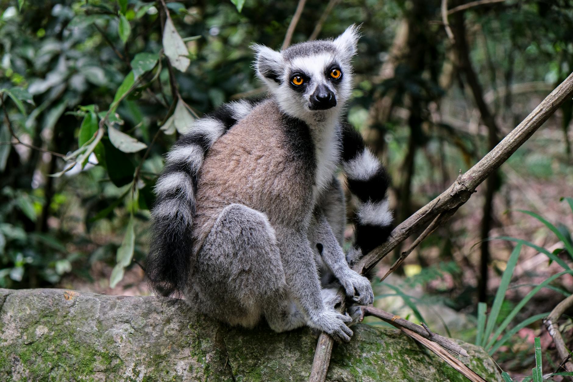 Lemur Island Tours in Madagascar: Which Operators Are Ethical? 2026 — Madagascar
