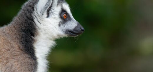 Madagascar - Lemur Social Behavior: What You'll Actually Observe in the Wild 2026
