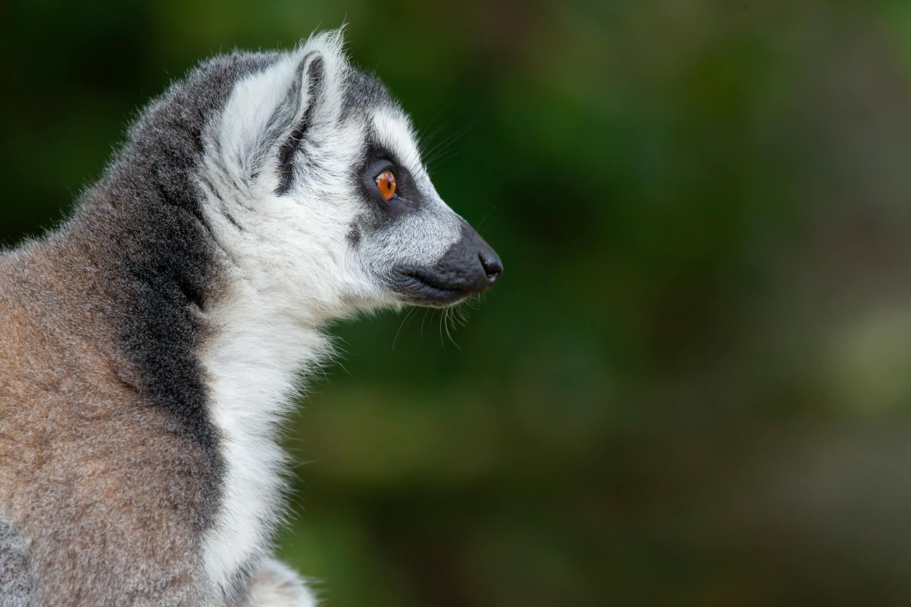 Lemur Social Behavior: What You'll Actually Observe in the Wild 2026 — Madagascar