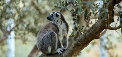Madagascar - Lemur Trekking in Madagascar: Best Parks, Species and Guided Tours 2026