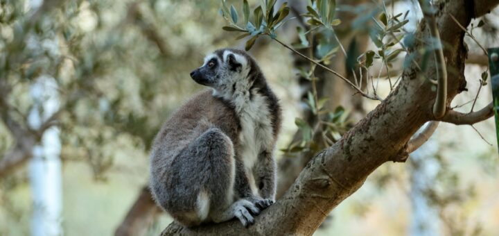 Madagascar - Lemur Trekking in Madagascar: Best Parks, Species and Guided Tours 2026
