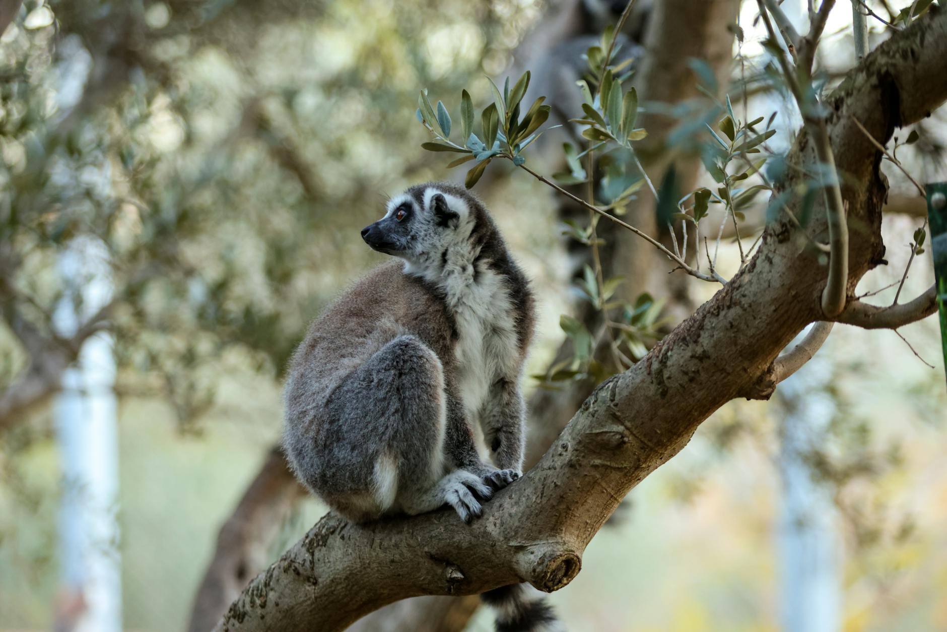 Lemur Trekking in Madagascar: Best Parks, Species and Guided Tours 2026 — Madagascar