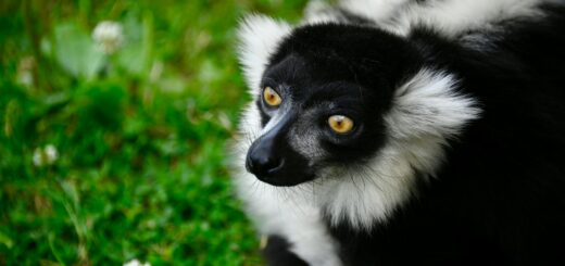 Madagascar - Luxury Safari Lodges Madagascar: The Top 7 for 2026