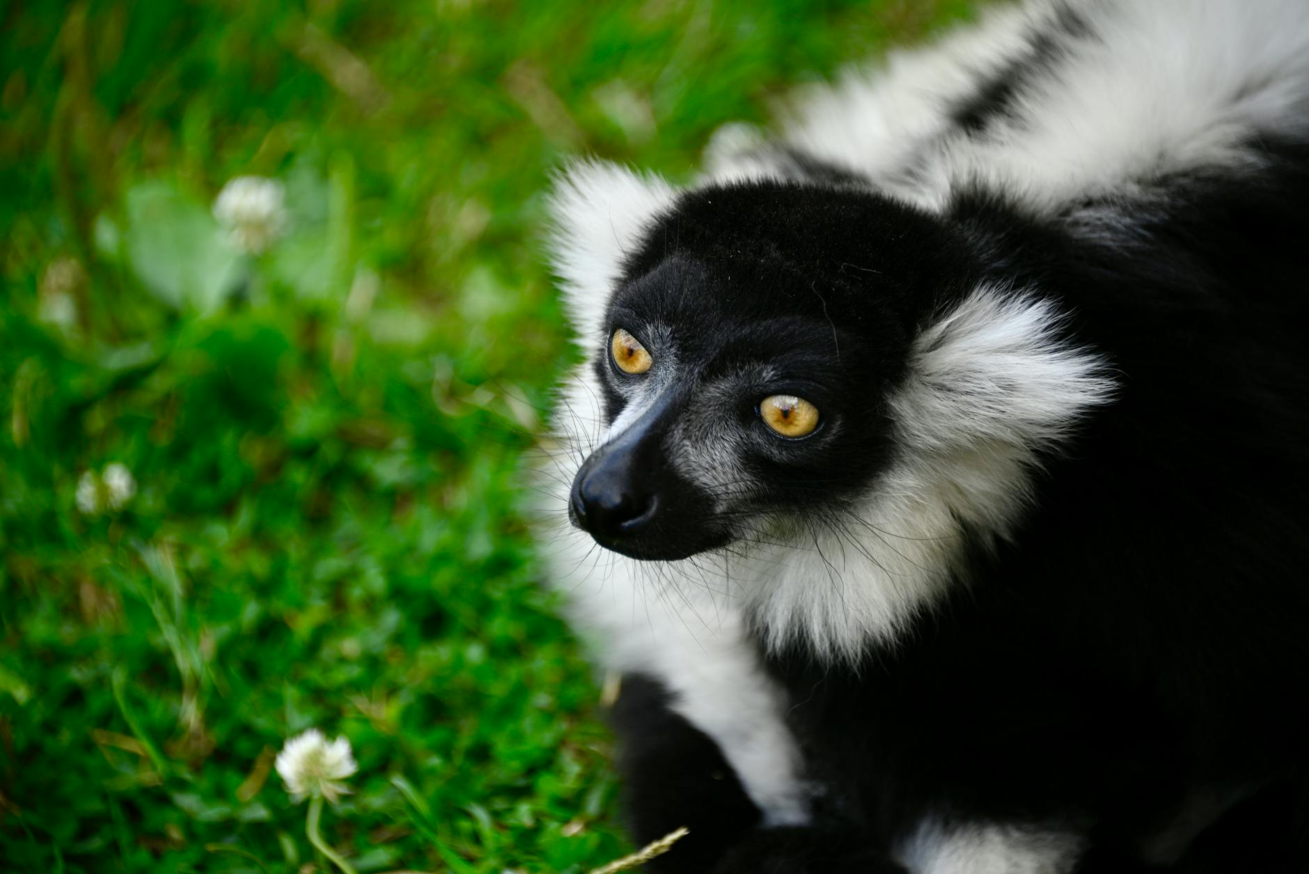 Luxury Safari Lodges Madagascar: The Top 7 for 2026 — Madagascar