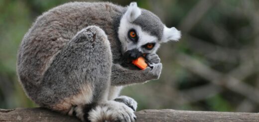 Ankarafantsika National Park: The Best Wildlife Spotting Near Mahajanga — Madagascar