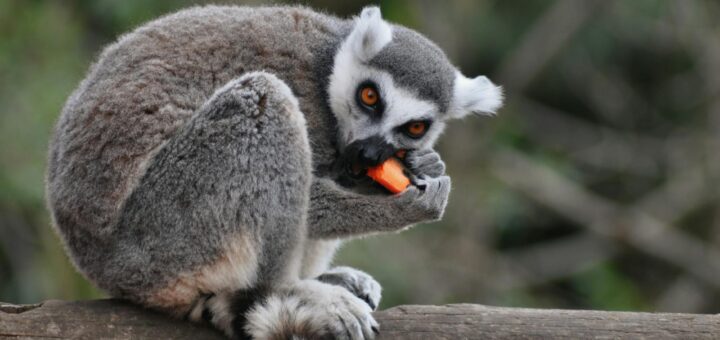 Ankarafantsika National Park: The Best Wildlife Spotting Near Mahajanga — Madagascar