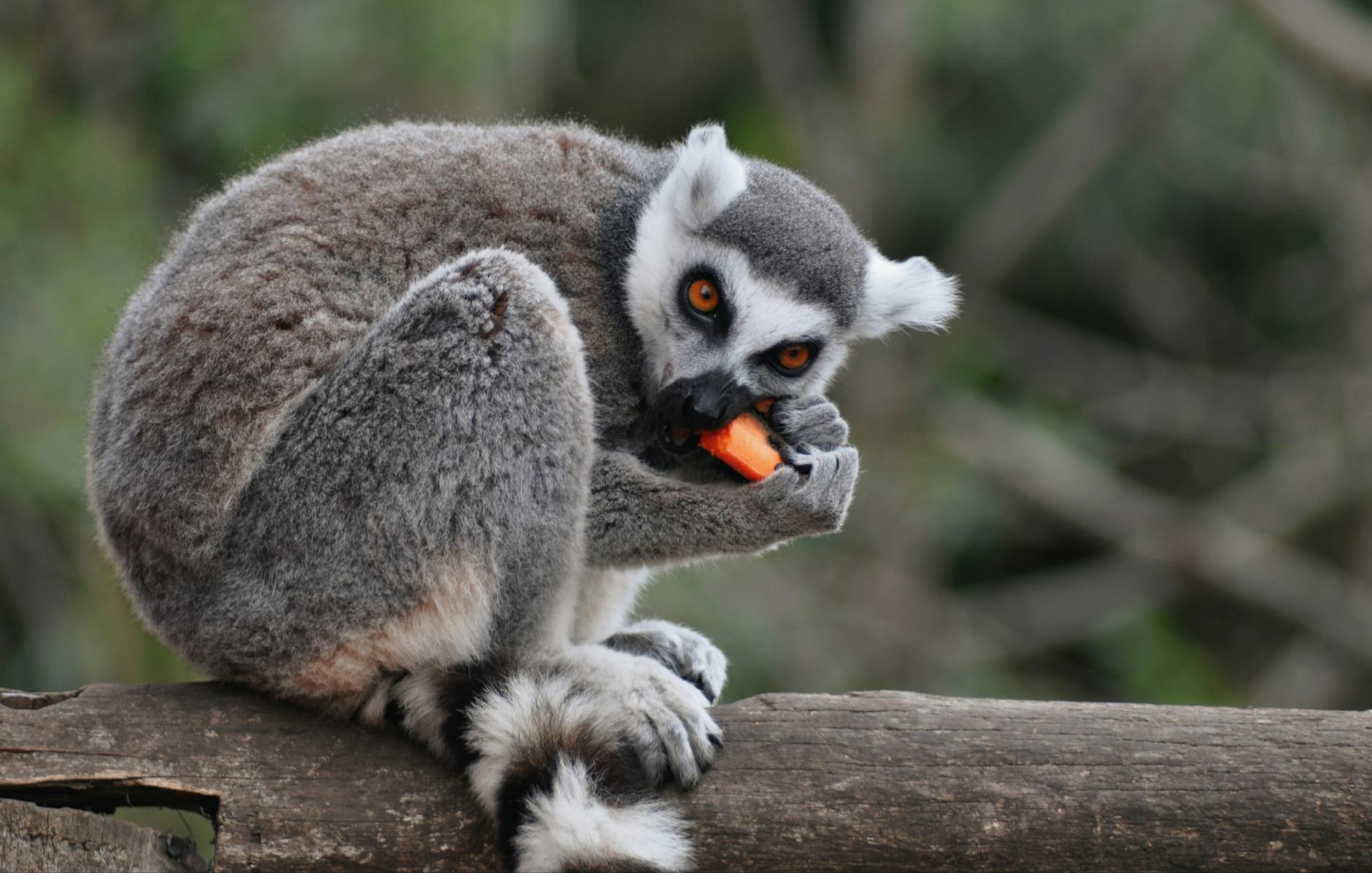 Parc National d'Ankarafantsika : Le meilleur spot d'observation de la faune près de Mahajanga — Madagascar