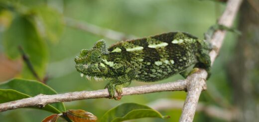 Ankarafantsika National Park: The Best Wildlife Spotting Near Mahajanga — Madagascar