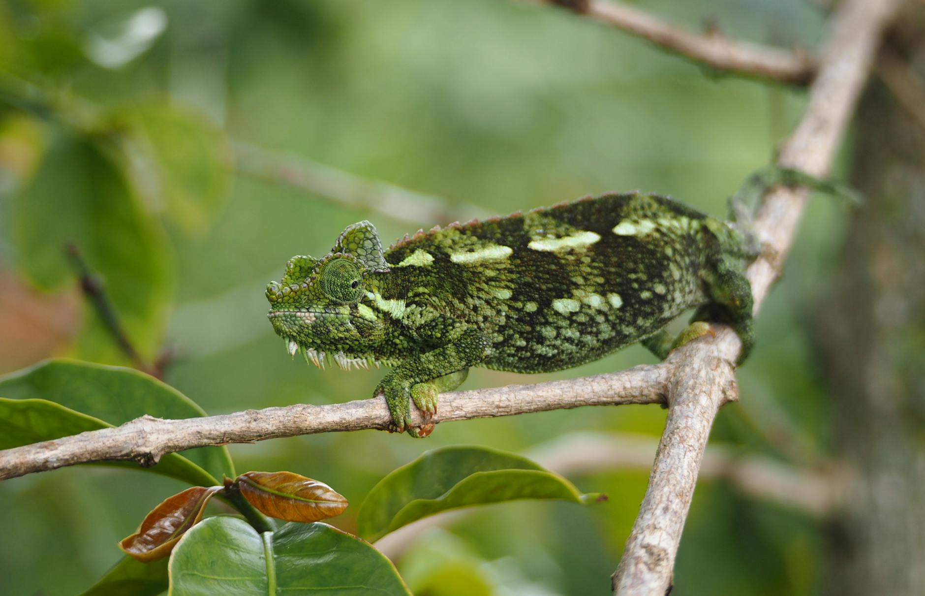 Ankarafantsika National Park: The Best Wildlife Spotting Near Mahajanga — Madagascar