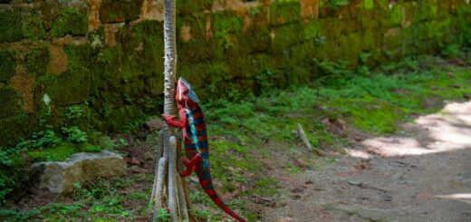 Best Time to Visit Diego Suarez (Antsiranana): Month-by-Month Weather and Travel Guide (2026) — Madagascar