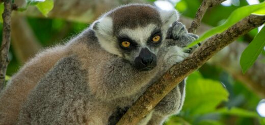 Madagascar - Madagascar Chameleon Guide: 200+ Species by Region and Habitat