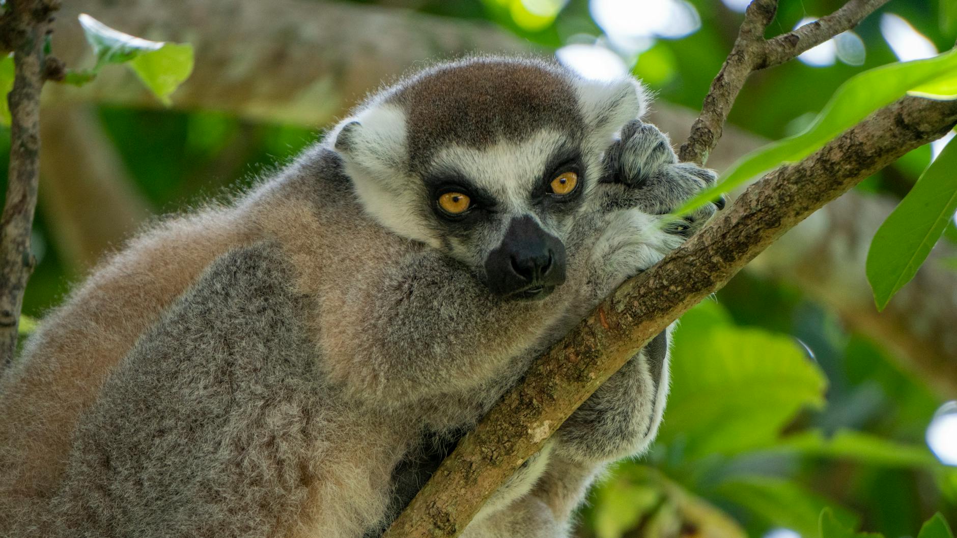 Madagascar Chameleon Guide: 200+ Species by Region and Habitat — Madagascar