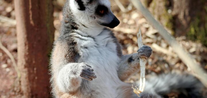 Diego Suarez Complete Travel Guide: Ultimate Summary, Hidden Tips and Expert Strategy (2026) — Madagascar