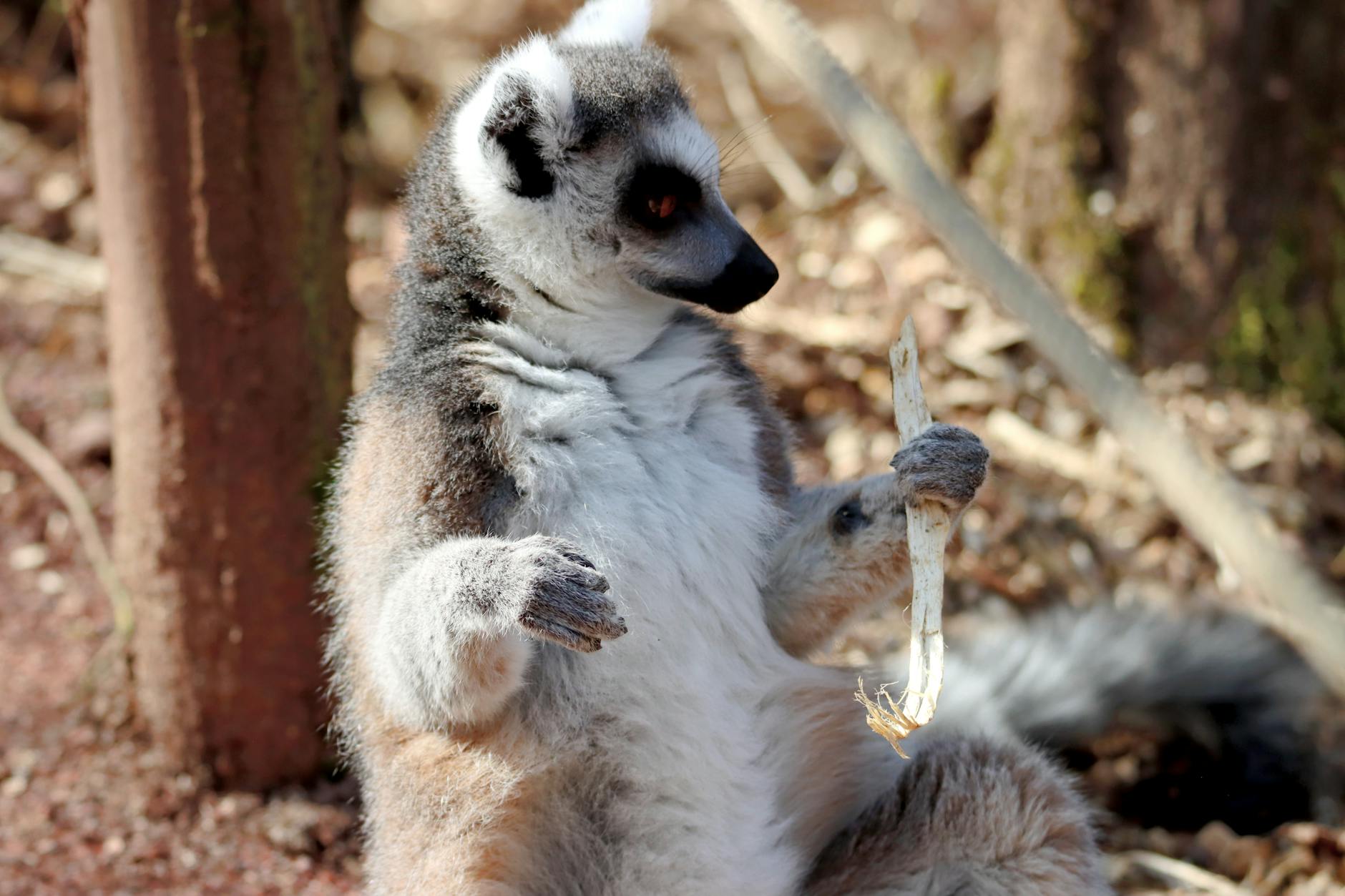 Guide complet de Diego Suarez : Résumé ultime, conseils cachés et stratégie d'expert (2026) — Madagascar