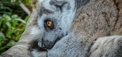 Family Activities in Ampefy: The Complete Guide to Things to Do with Kids in 2026 — Madagascar