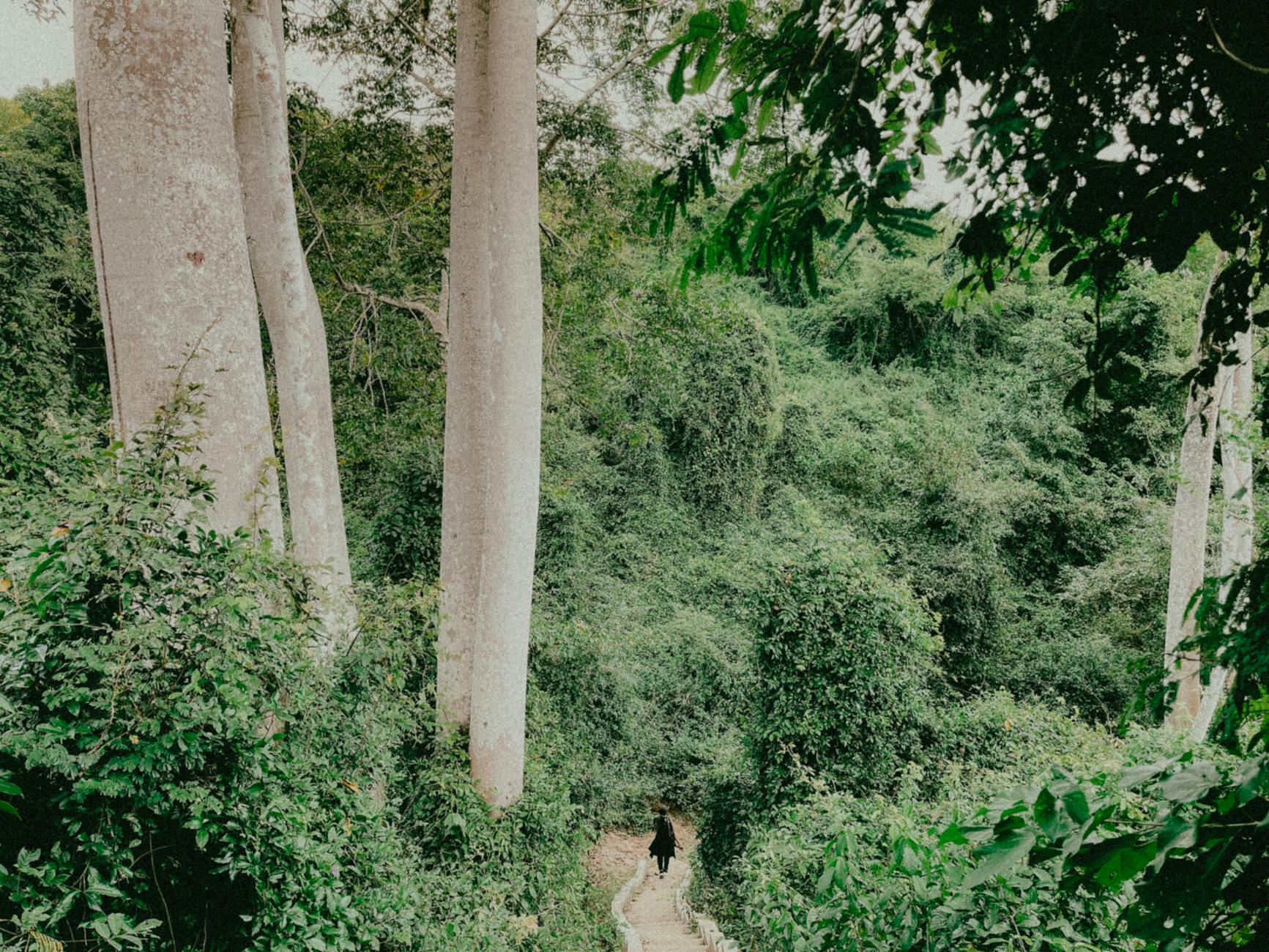 Madagascar Highlands Itinerary: Tana, Antsirabe, Fianarantsoa, Ranomafana — Madagascar