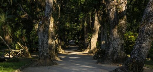 Madagascar - Madagascar Honeymoon Itinerary: 12 Days of Romance 2026