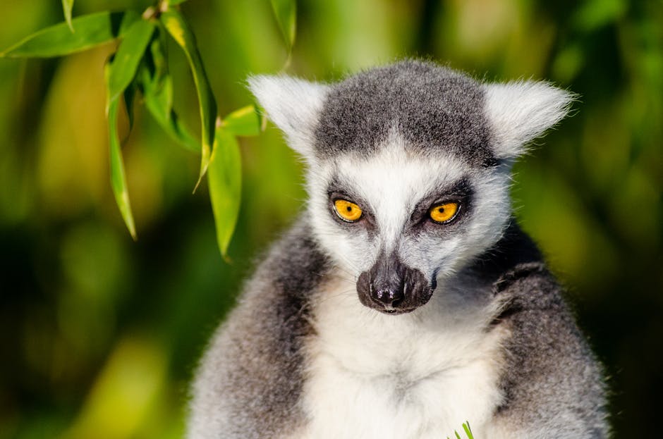 madagascar luxury safari cost 2026 guide — Madagascar