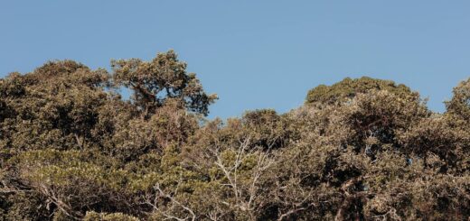 Madagascar - Madagascar National Parks Ranked: From Most Accessible to Most Remote