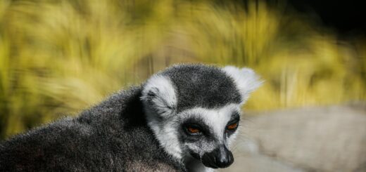 Parc Ivoloina Lemur Guide: How to See Rare Species Near Tamatave (2026 Complete Wildlife Experience) — Madagascar