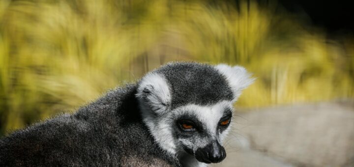 Parc Ivoloina Lemur Guide: How to See Rare Species Near Tamatave (2026 Complete Wildlife Experience) — Madagascar