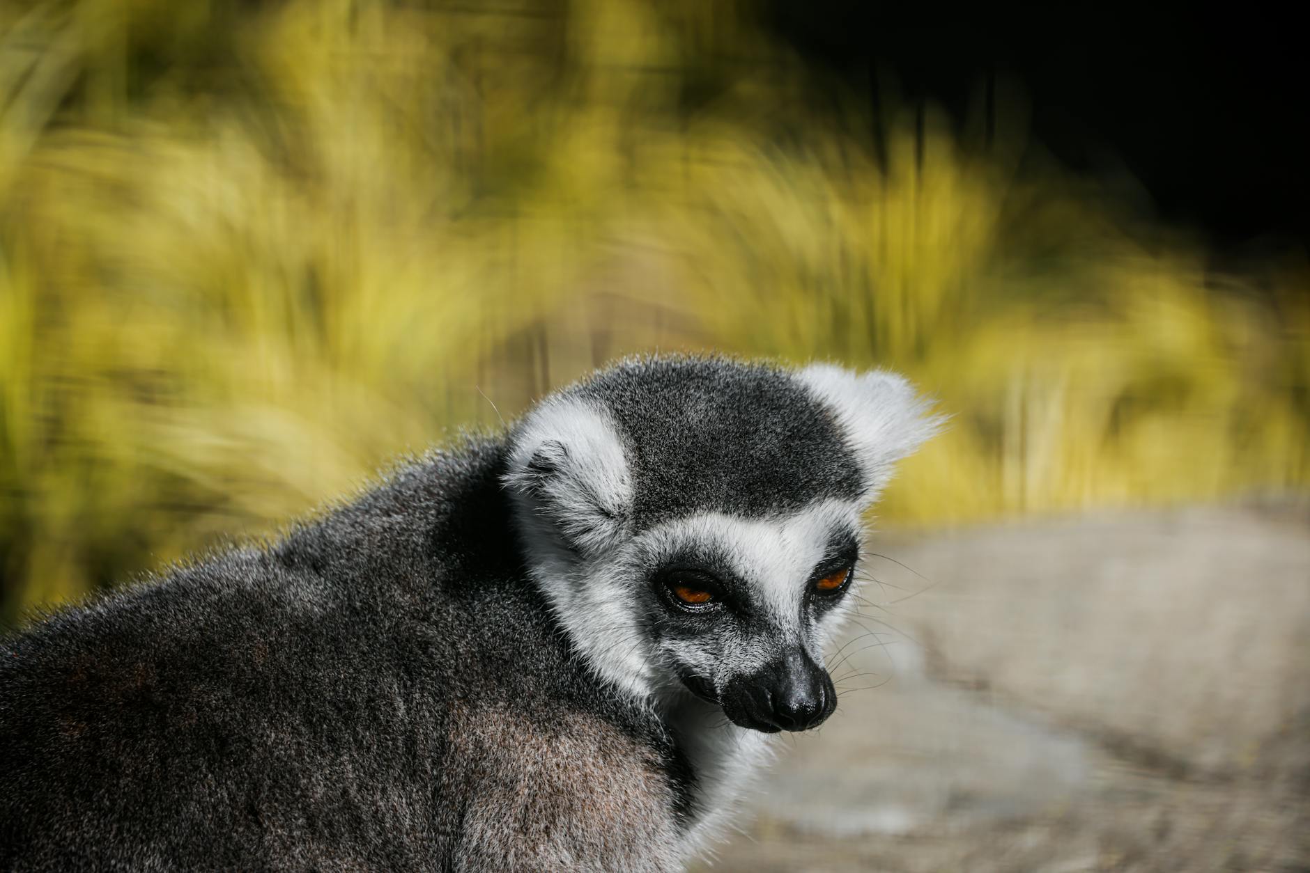 Guide du Parc Ivoloina : Comment observer des espèces rares près de Tamatave (2026 — Guide complet) — Madagascar