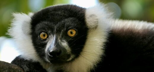 Parc Ivoloina Lemur Guide: How to See Rare Species Near Tamatave (2026 Complete Wildlife Experience) — Madagascar