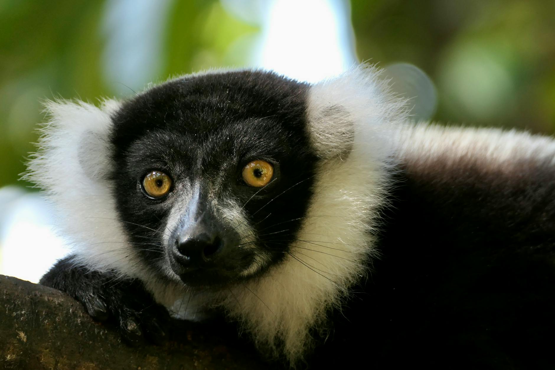 Parc Ivoloina Lemur Guide: How to See Rare Species Near Tamatave (2026 Complete Wildlife Experience) — Madagascar
