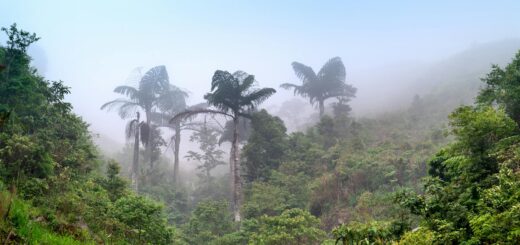 Madagascar - Madagascar's Most Threatened Parks: Conservation and Why Your Visit Helps