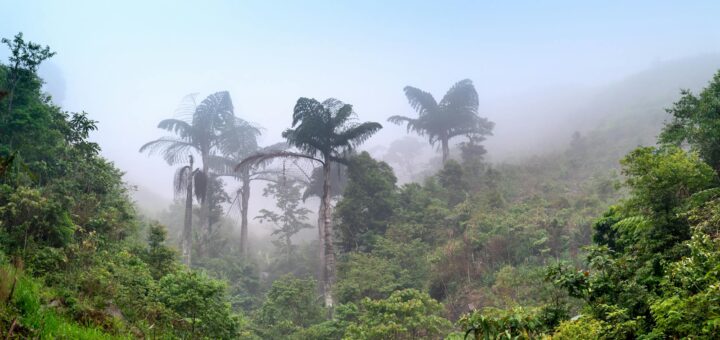 Madagascar - Madagascar's Most Threatened Parks: Conservation and Why Your Visit Helps