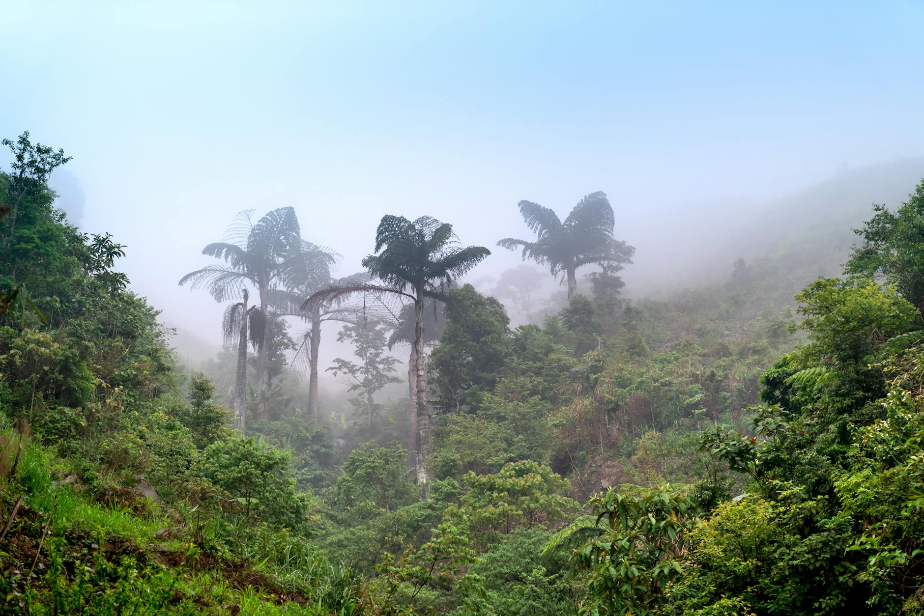 Madagascar's Most Threatened Parks: Conservation and Why Your Visit Helps — Madagascar