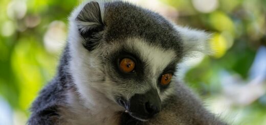 Madagascar - Madagascar's Rarest Animals: The 12 Species You May Never See Again