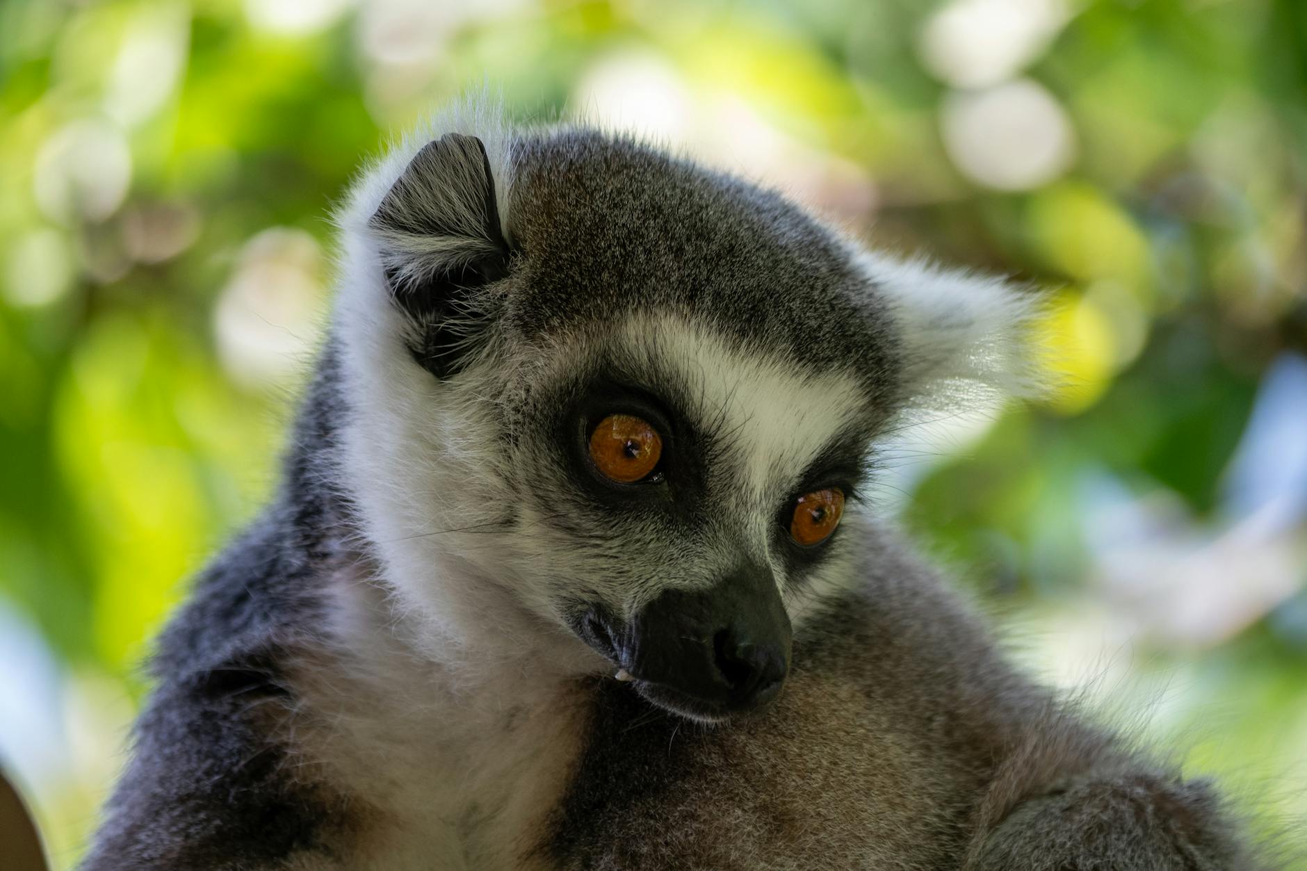 Madagascar's Rarest Animals: The 12 Species You May Never See Again — Madagascar