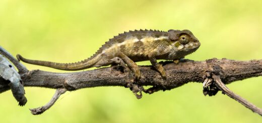 Top 15 Things to Do in Diego Suarez (Antsiranana): The Ultimate Experience Guide (2026) — Madagascar